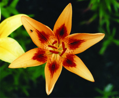 Foto: Gerhard Steinbrück