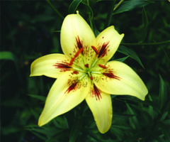 Foto: Gerhard Steinbrück