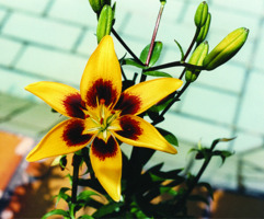 Foto: Gerhard Steinbrück