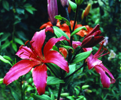 Foto: Gerhard Steinbrück