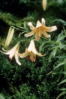 Foto: Dr. Jörg M. Giffei