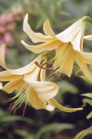 Foto: Dr. Jörg M. Giffei