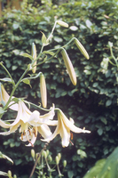 Foto: Dr. Jörg M. Giffei