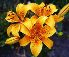 Foto: Gerhard Steinbrück