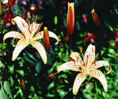 Foto: Gerhard Steinbrück