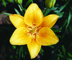 Foto: Gerhard Steinbrück