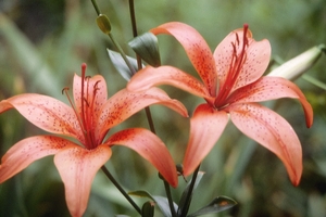 Foto: Dr. Jörg M. Giffei