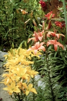 Foto: Dr. Jörg M. Giffei