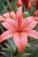 Foto: Dr. Jörg M. Giffei