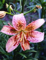 Foto: Gerhard Steinbrück