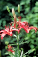 Foto: Dr. Jörg M. Giffei