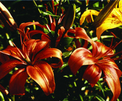 Foto: Gerhard Steinbrück