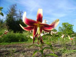 Foto: Stefan Strasser