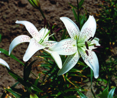 Foto: Gerhard Steinbrück