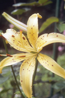 Foto: Dr. Jörg M. Giffei