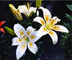 Foto: Gerhard Steinbrück