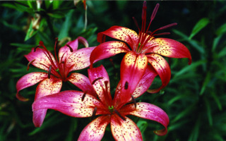 Foto: Gerhard Steinbrück