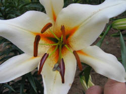Foto: