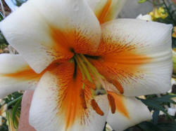 Foto: