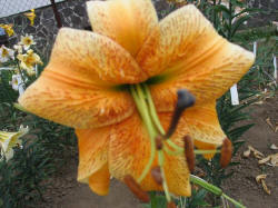 Foto:
