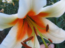 Foto: