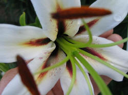 Foto: